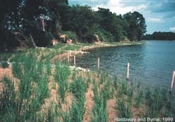 marsh with groins